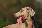 Weimaraner Portrait