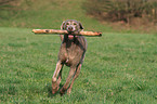 rennender Weimaraner