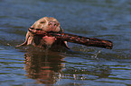 Weimaraner im See