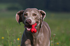 Weimaraner Portrait