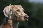 Weimaraner Portrait