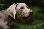 Weimaraner Portrait