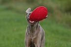 rennender Weimaraner