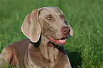 Weimaraner Hndin