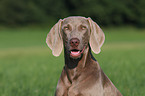 Weimaraner Hndin