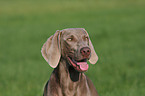 Weimaraner Hndin