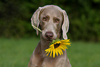 Weimaraner mit Sonnenblume