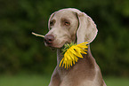 Weimaraner mit Sonnenblume