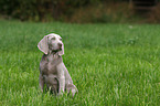 Weimaraner Welpe