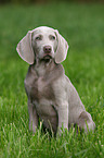 Weimaraner Welpe