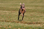 rennender Weimaraner