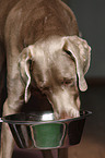 fressender Weimaraner