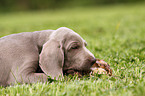 Weimaraner Welpe