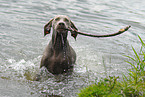 Weimaraner