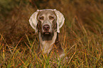 Weimaraner Portrait