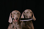 Weimaraner Portrait