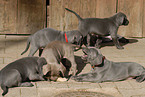 Weimaraner Welpen