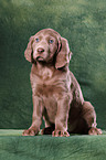 Weimaraner Welpe