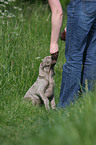 Weimaraner Welpe