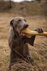 Weimaraner mit Knochen