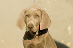 junger Weimaraner