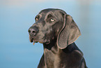 Weimaraner Portrait