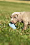 Weimaraner Welpe