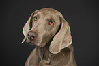 Kurzhaarweimaraner Portrait