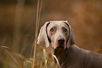 Kurzhaarweimaraner Portrait