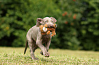 Kurzhaarweimaraner Welpe