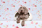 Kurzhaarweimaraner Welpe