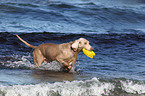 spielender Kurzhaarweimaraner