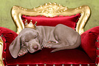 Weimaraner Welpe