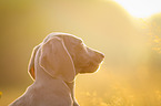 Weimaraner Portrait