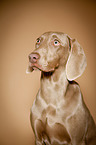 Weimaraner Portrait