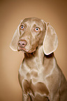 Weimaraner Portrait