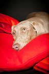 Weimaraner Portrait