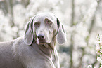 Weimaraner Portrait