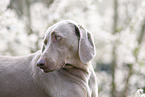 Weimaraner Portrait