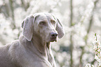 Weimaraner Portrait