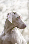 Weimaraner Portrait