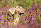 Weimaraner Portrait