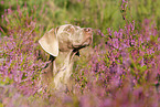 Weimaraner Portrait