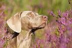 Weimaraner Portrait