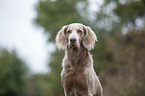 Langhaarweimaraner Portrait