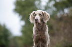 Langhaarweimaraner Portrait