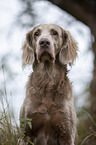 Langhaarweimaraner Portrait