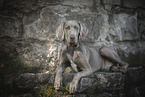 liegender Weimaraner