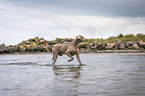 laufender Weimaraner