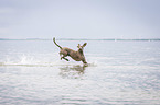 rennender Weimaraner